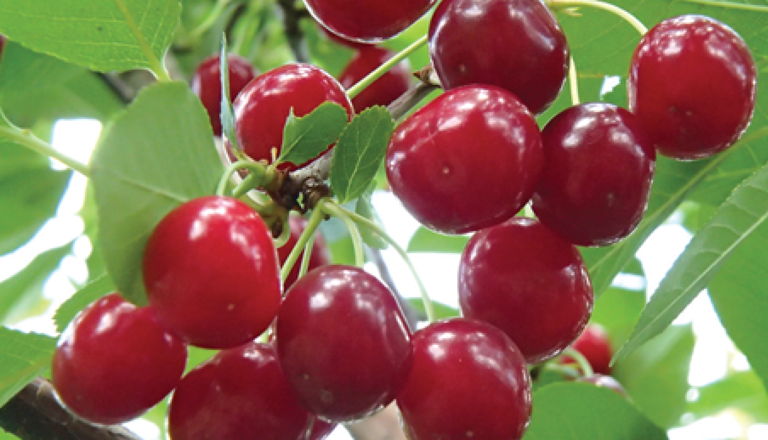 Saldā ķirša zars ar augļiem, augļiem izveidojies krāsojums. 