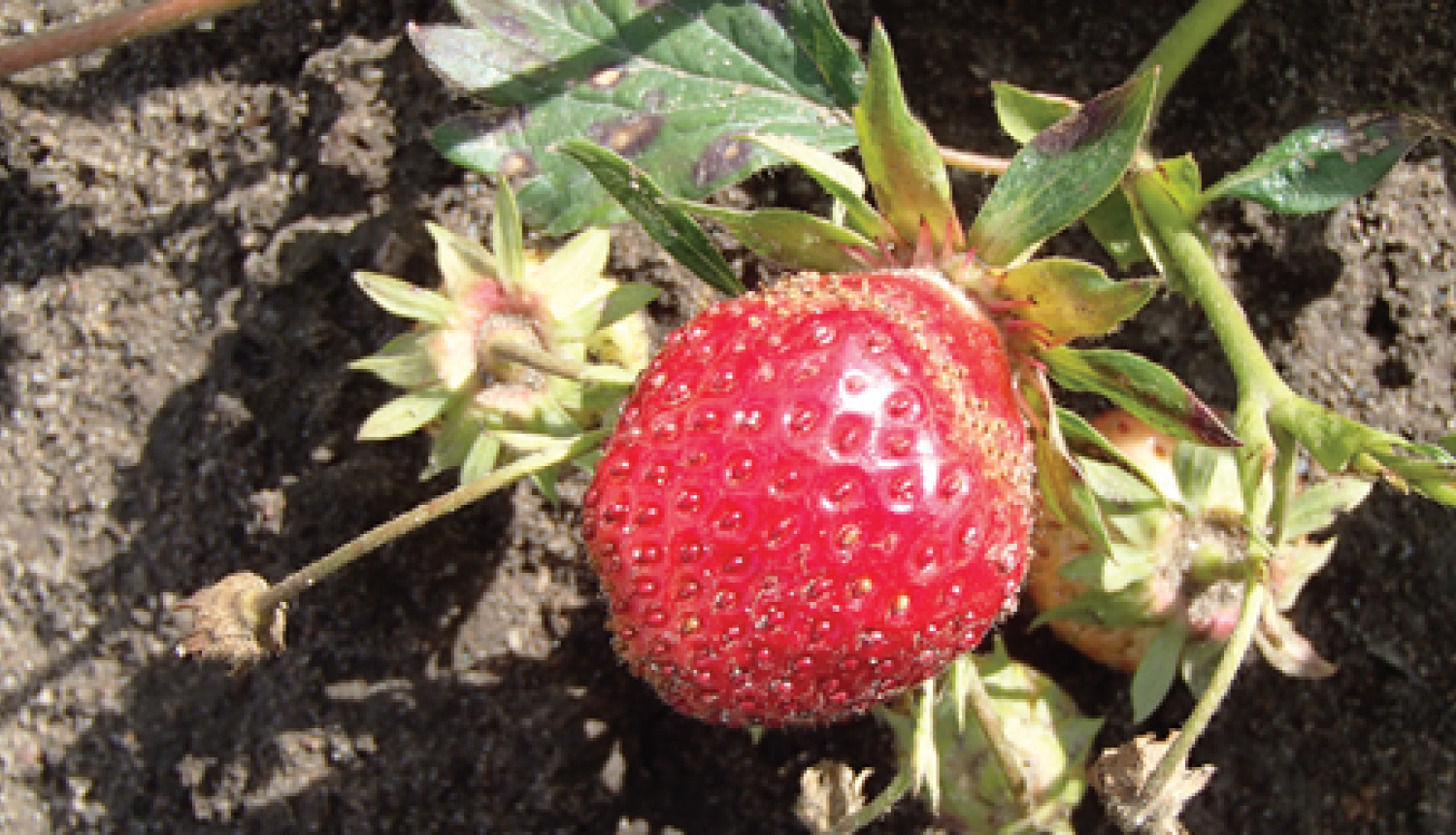 Ziedkopas tuvplāns. Pirmā oga nogatavojusies sarkana.