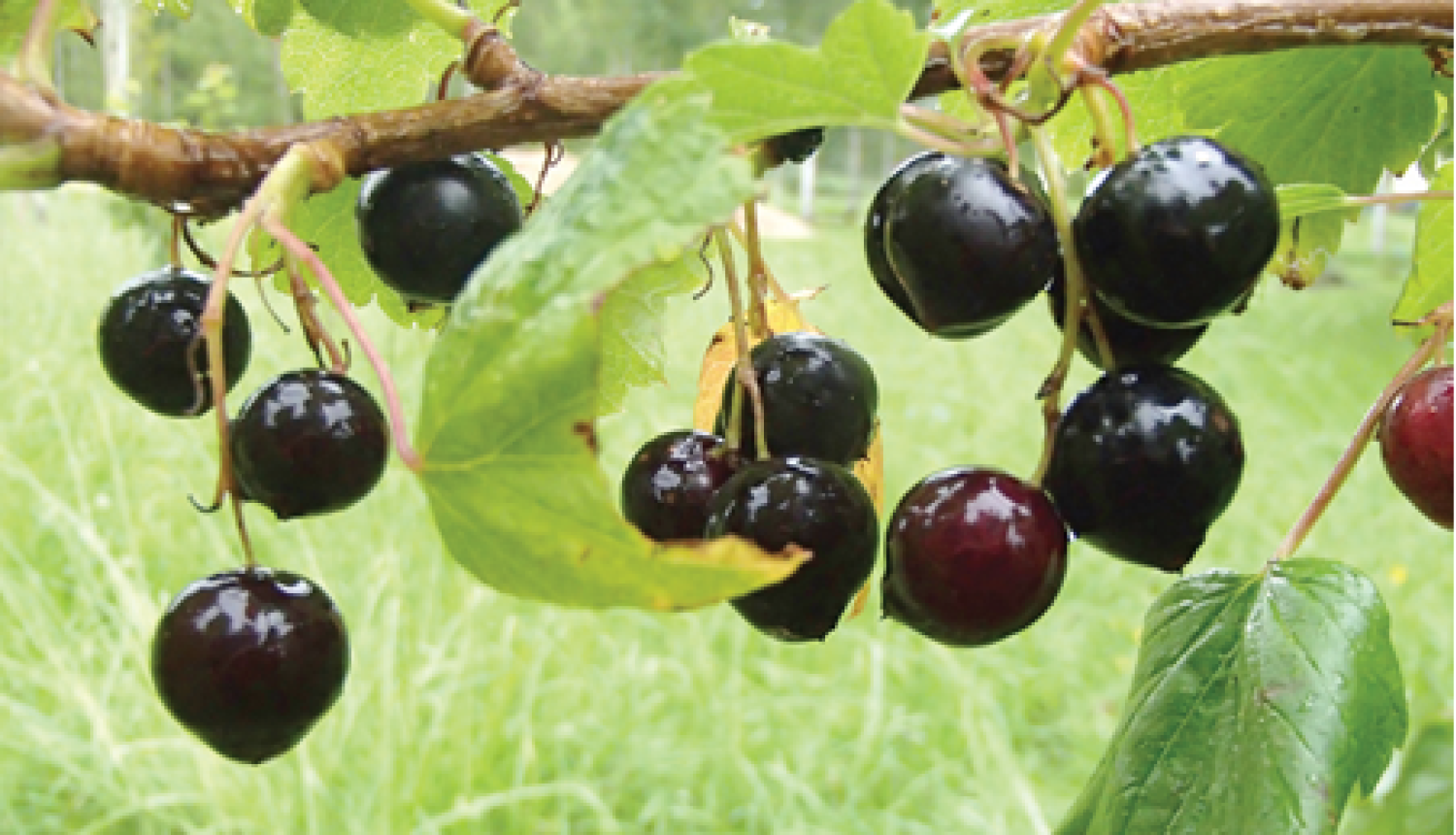 Lielākā daļa upeņu ogu kļuvušas tumšas un nogatavojušās.