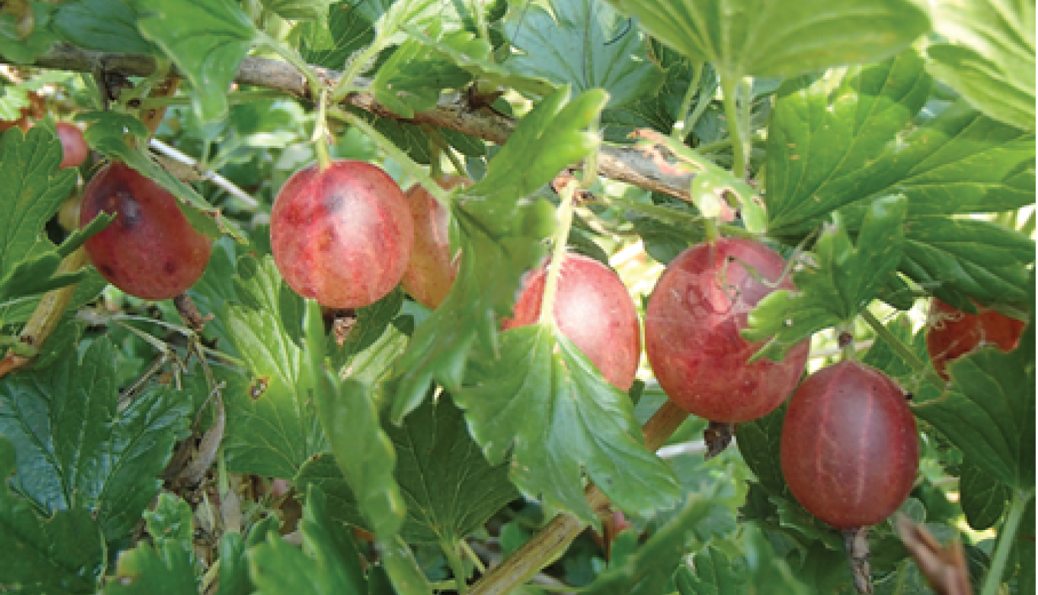 Tuvplānā uz ērkšķogas zara pilnīgi nogatavojušās ogas. Ogas sarkanīgā krāsā.
