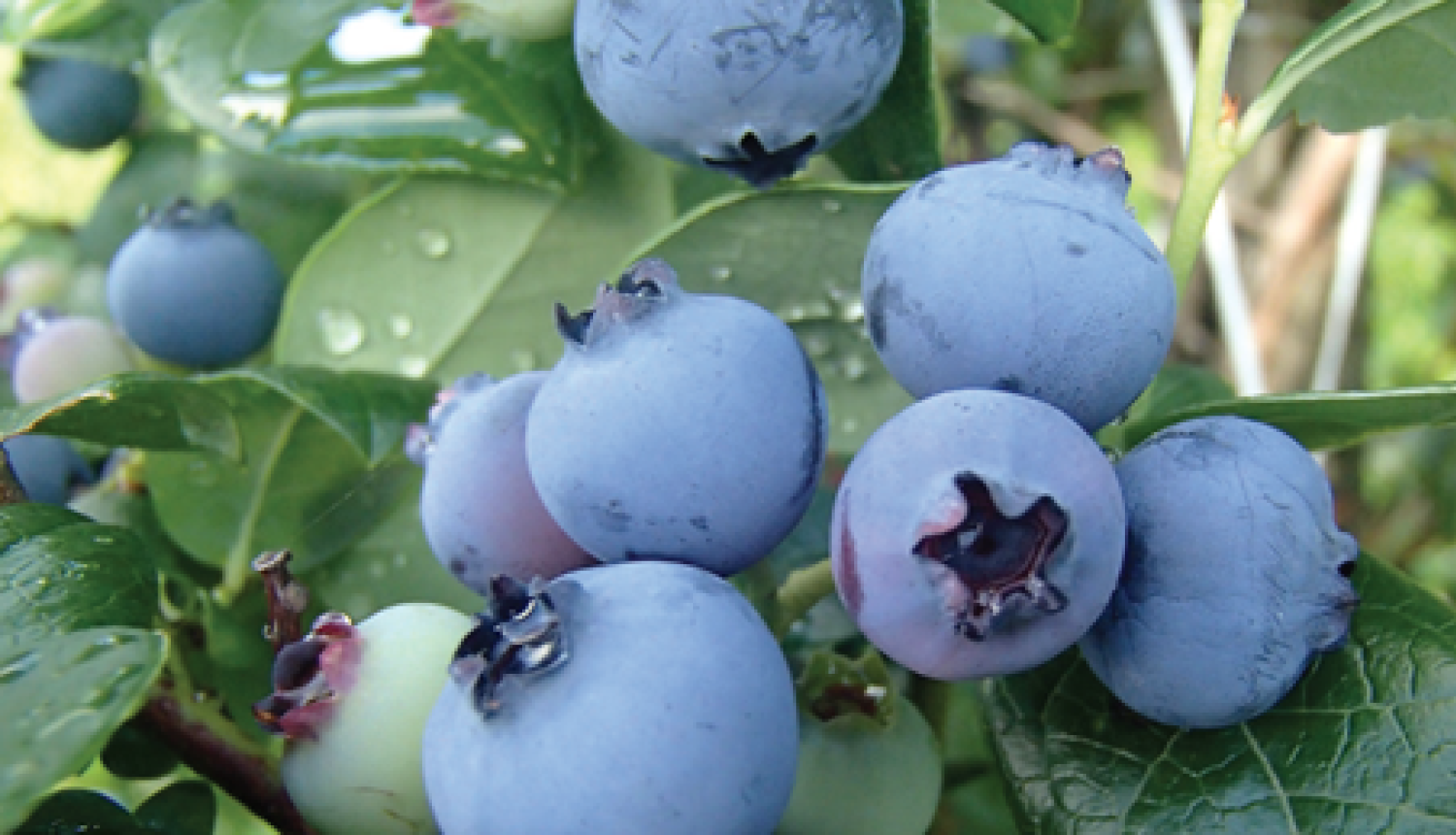 Mellenes ogas nogatavojušās. 