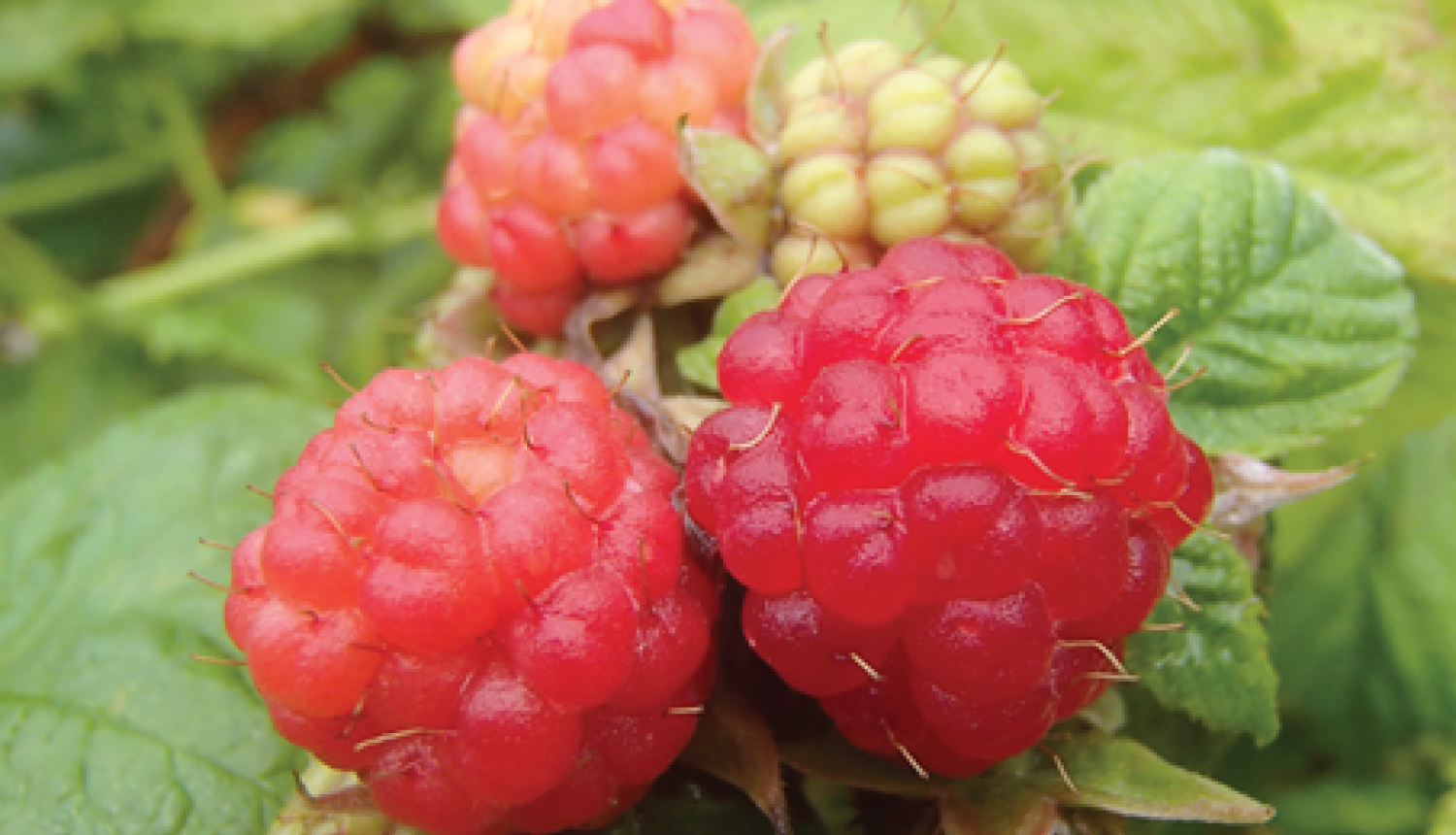 Aveņu ogas nogatavojušās un sarkanas