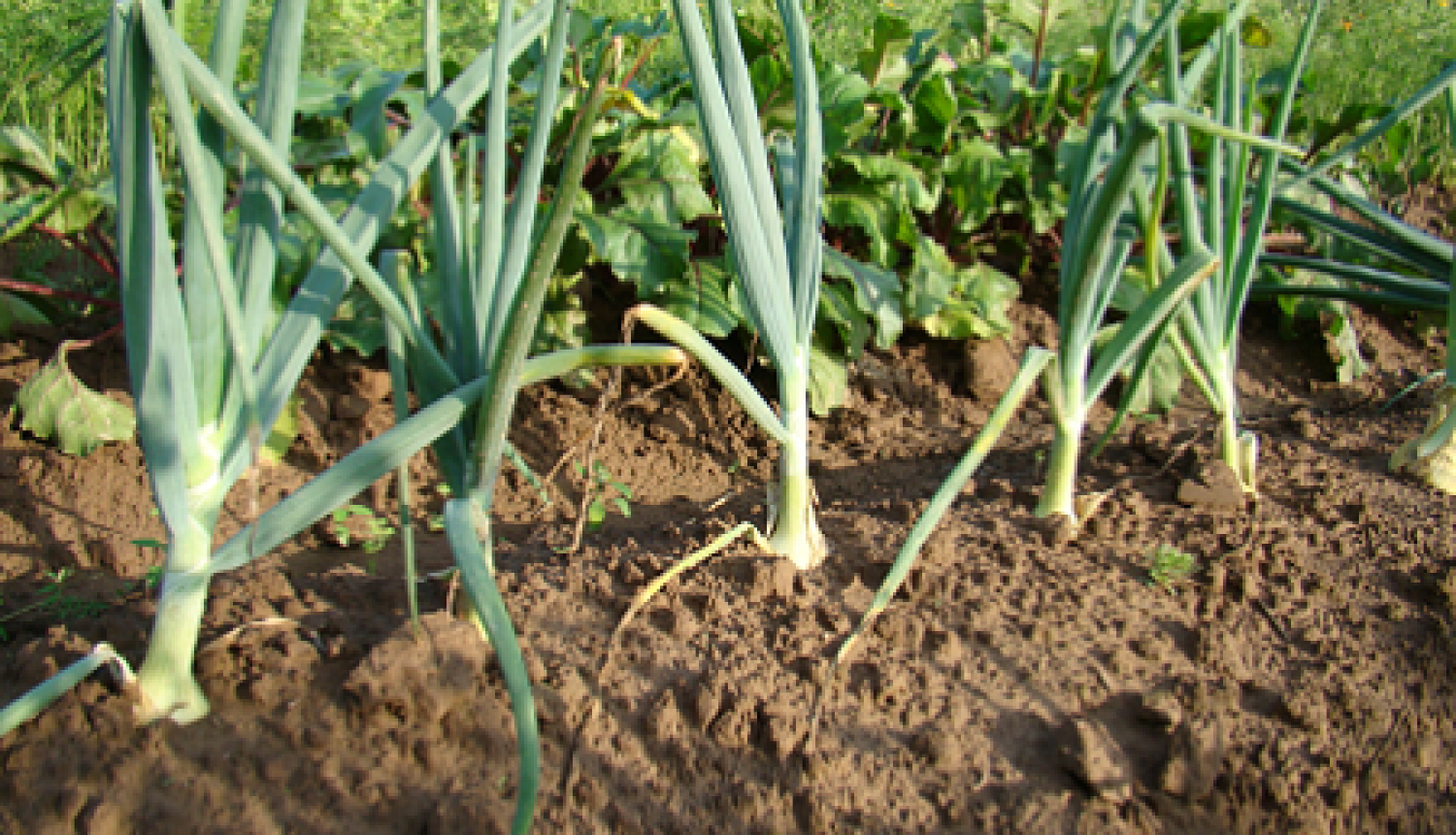 Laukā augošiem sīpoliem noliekušās pirmās lapas.