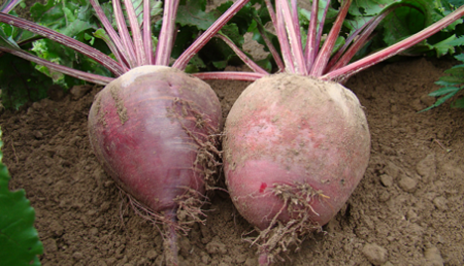 Laukā augoša biete nobriedusi. 