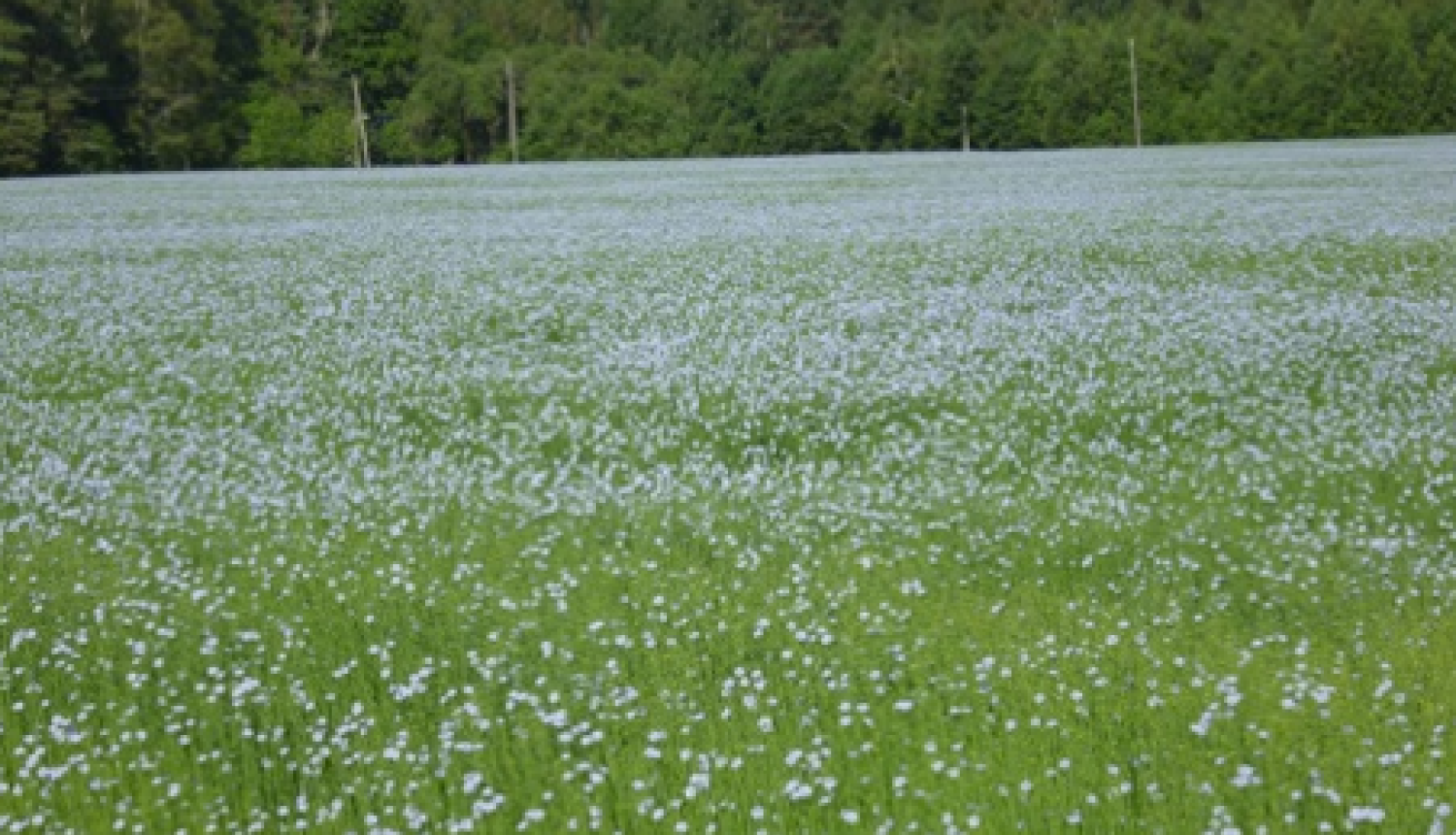 Laukā augoši lini zied pilnziedā.