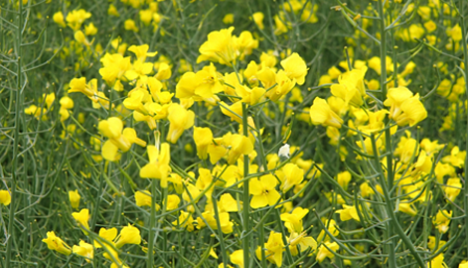 Uz rapša ziedkopām ziedi palikuši tikai ziedkopu galotnēs.