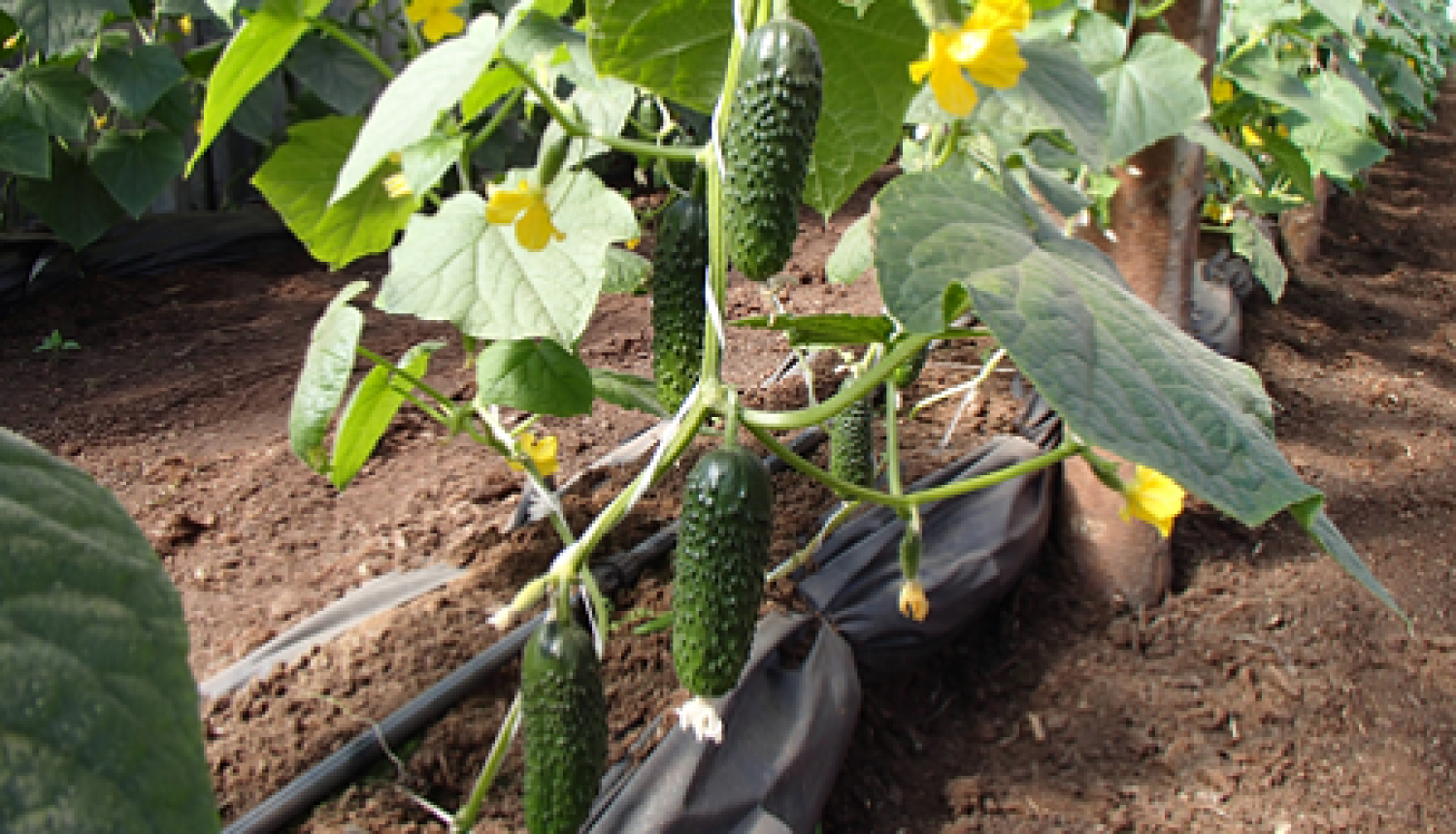 Siltumnīcā augošs gurķis ar diviem līdz astoņiem raksturīgo lielumu un formu sasniegušiem gurķiem uz galvenā stublāja.