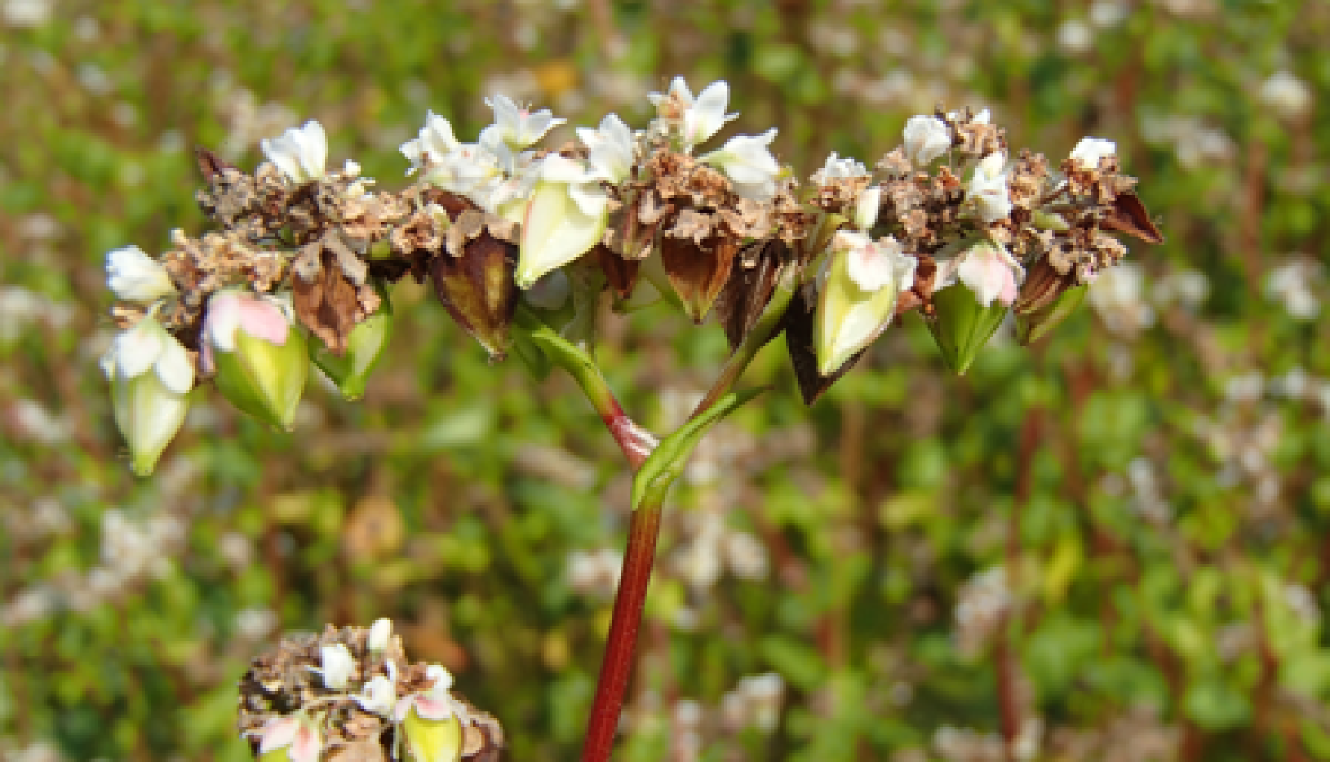 Laukā augošs griķis tuvplānā ar vairums riekstiņu sasnieguši raksturīgo lielumu un zaļā krāsā.