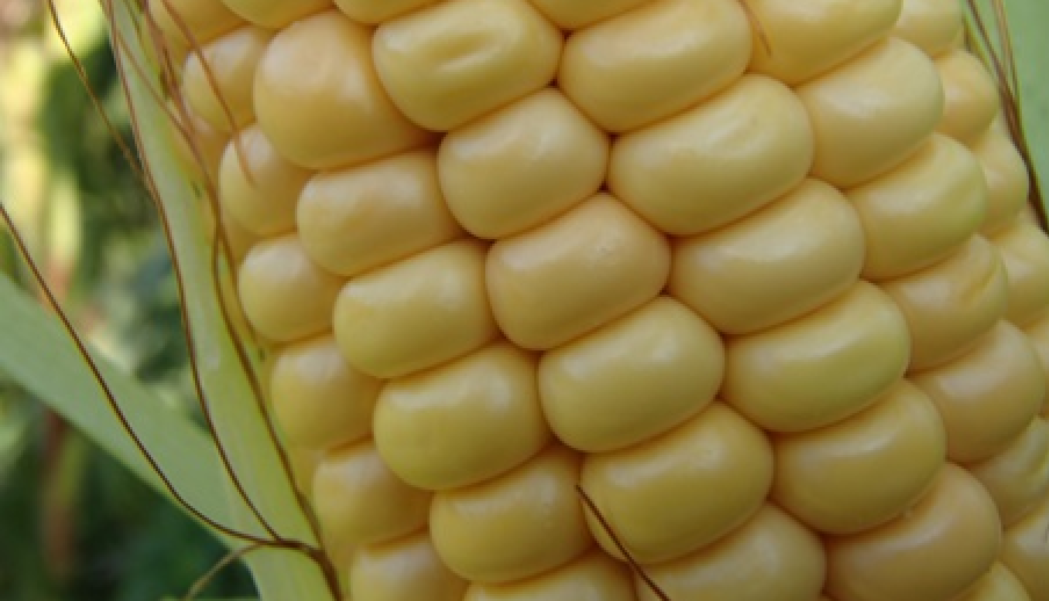 Kukurūzas vālītes tuvplāns. Dzelteni graudi vālītē ir sasnieguši raksturīgo lielumu.