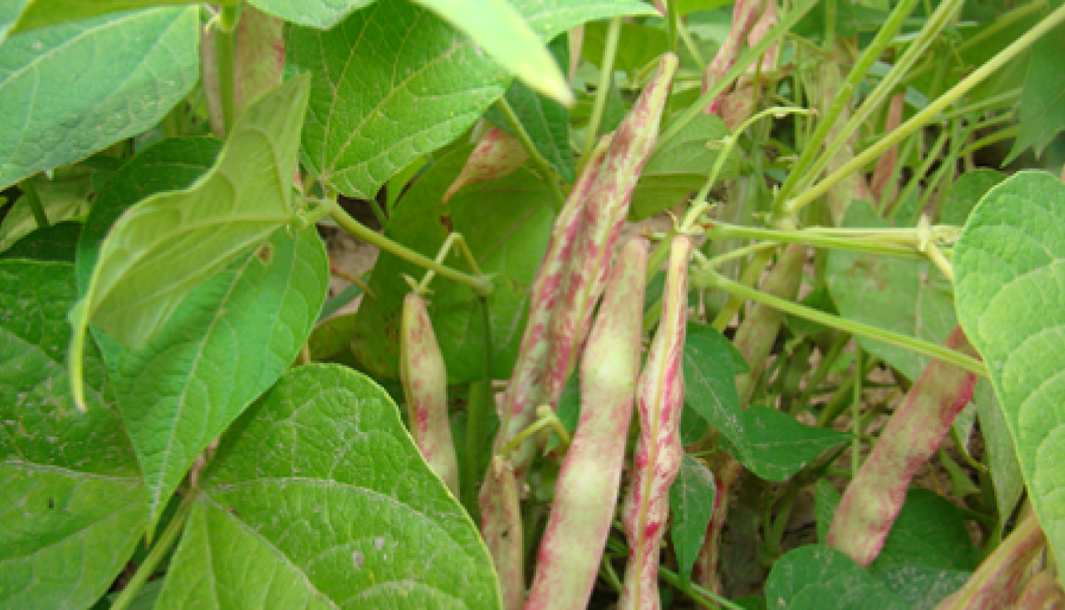 Pupiņu pākstis maina krāsu un paliek ar zaļi rozā svītrojumu, pupiņas  nogatavojās un paliek lielākas.