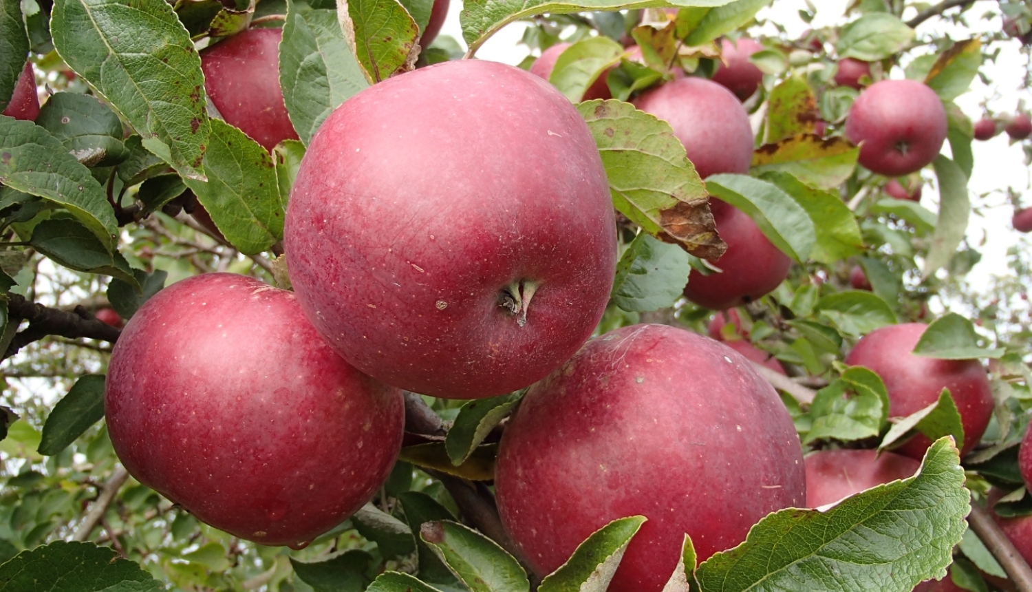 Sarkani āboli ābelē