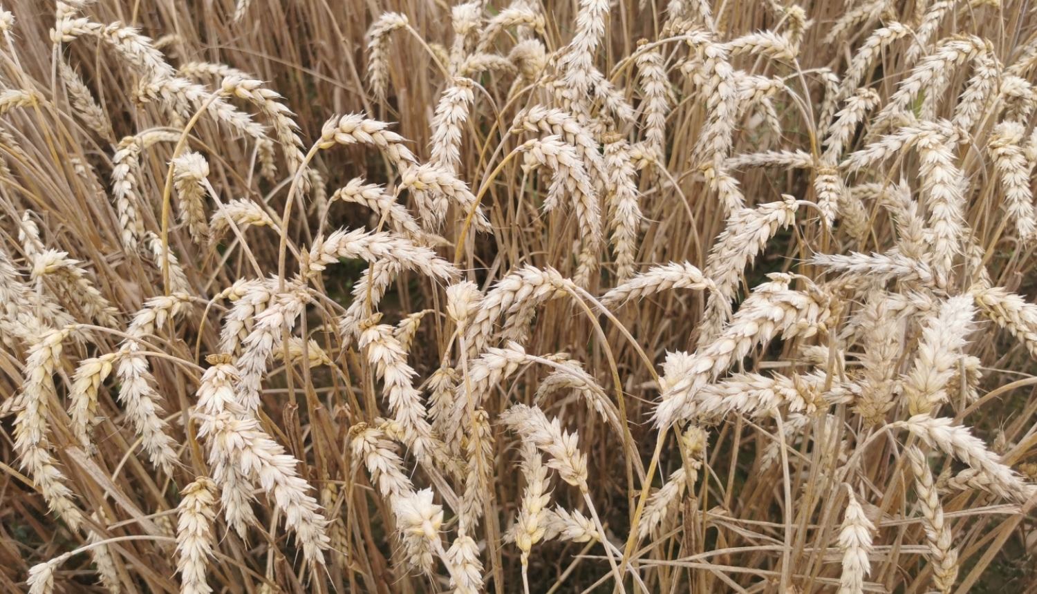 Kvieši ar pilnām vārpām