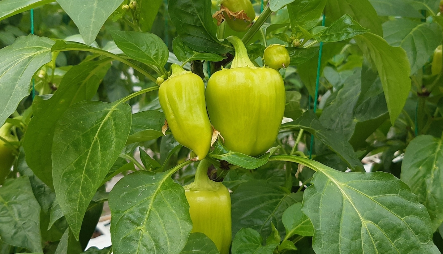 Paprika