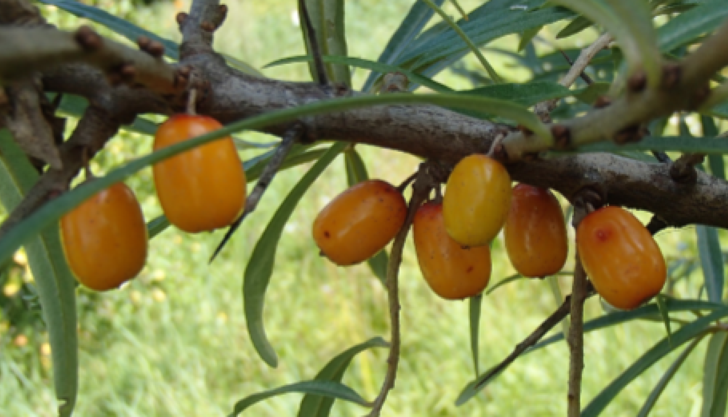  Smiltsērkšķa zars ar gatavām ogām.