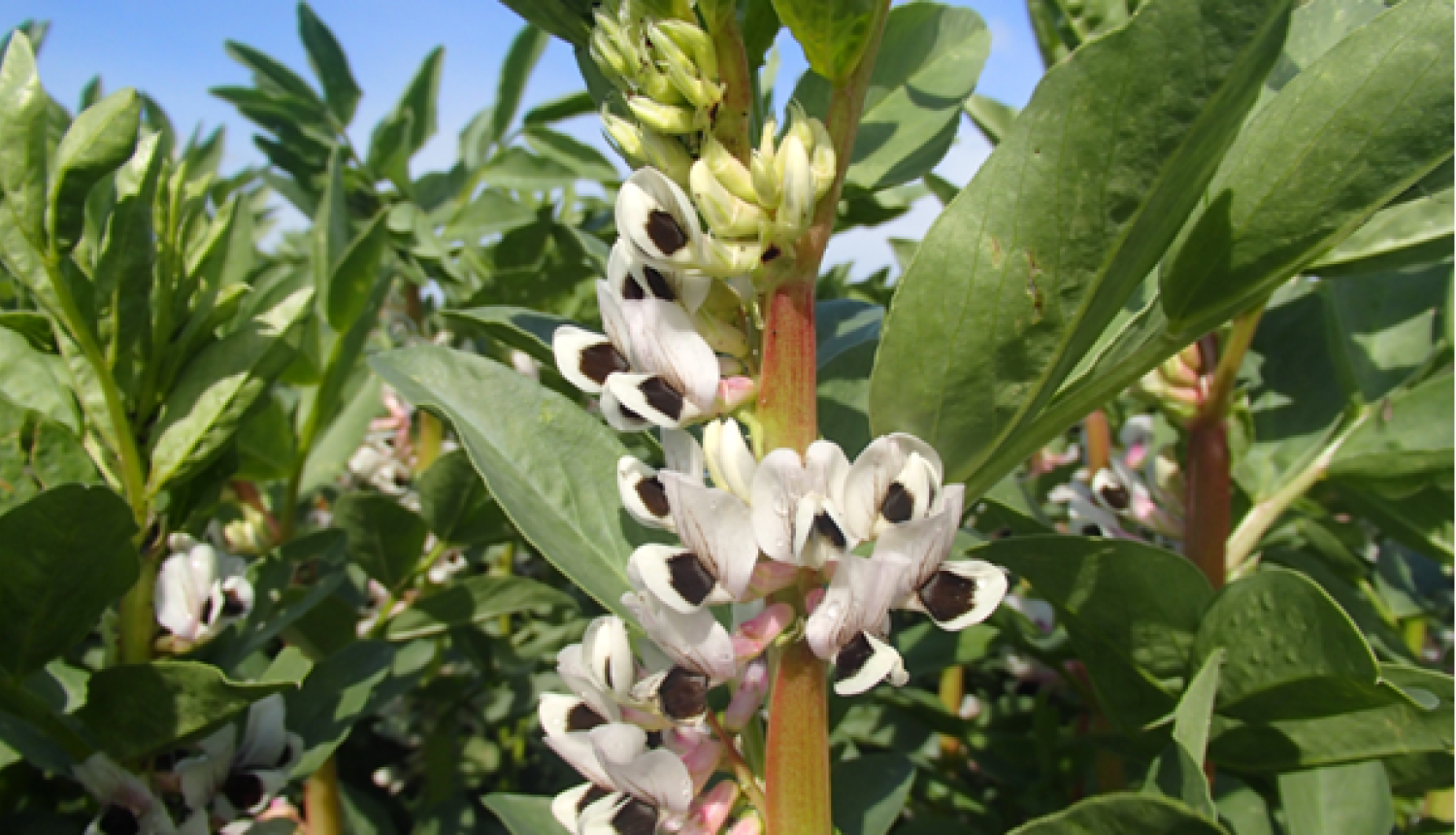 Laukā augoša lauka pupa ar trešdaļu uzziedējušu ziedu.
