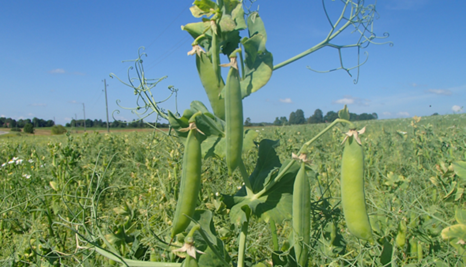 Laukā augoši zirņi ar pilnām pākstīm.