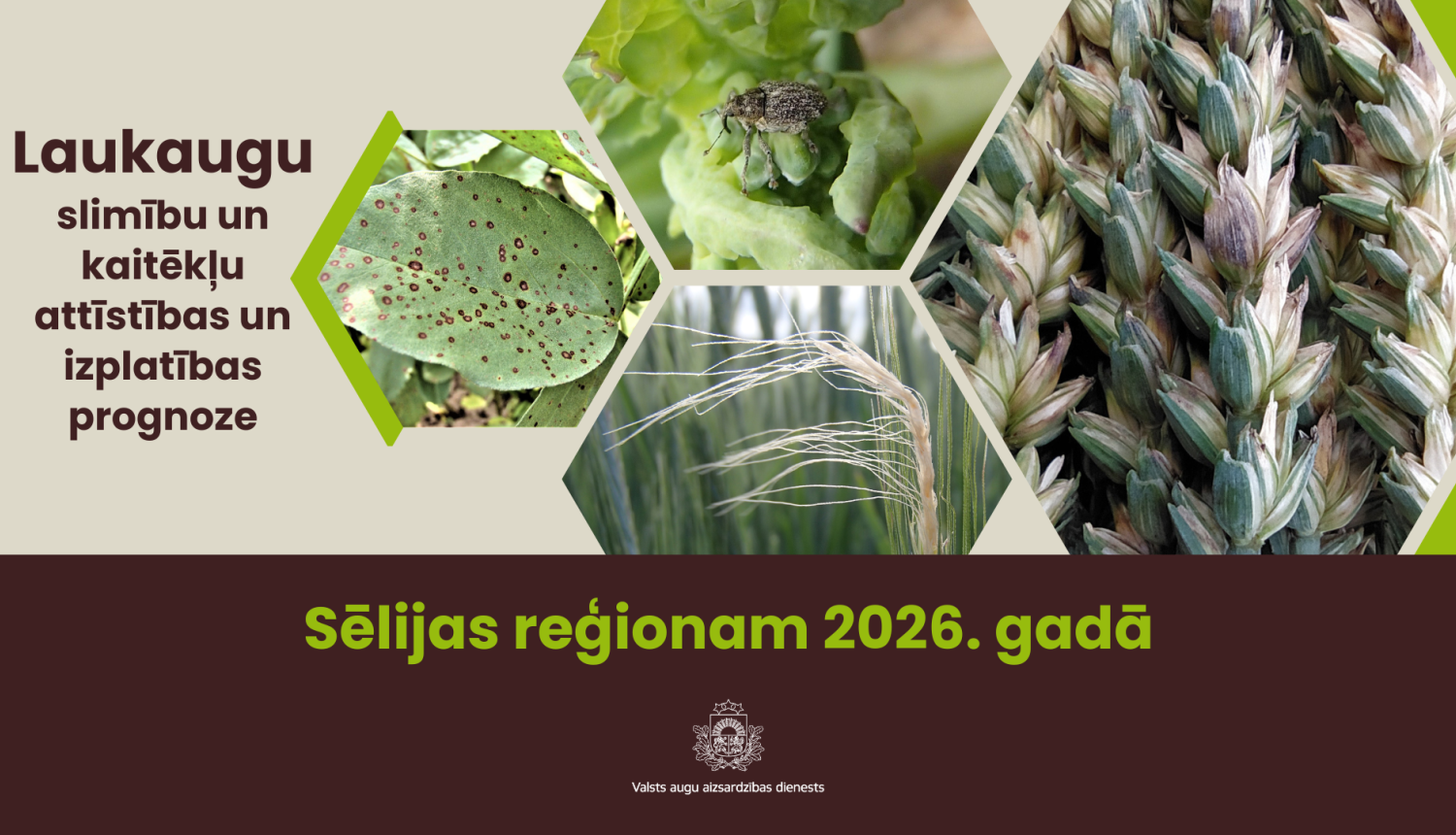 Laukaugu slimību un kaitēkļu attīstības un izplatības prognoze Sēlijas reģionam 2026. gadam