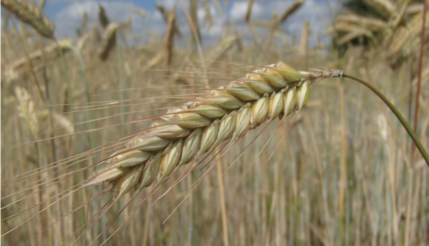 Daudz vārpu ar graudiem agrā dzeltengatavībā, kad graudu ar nagu ļoti viegli pārdalīt.