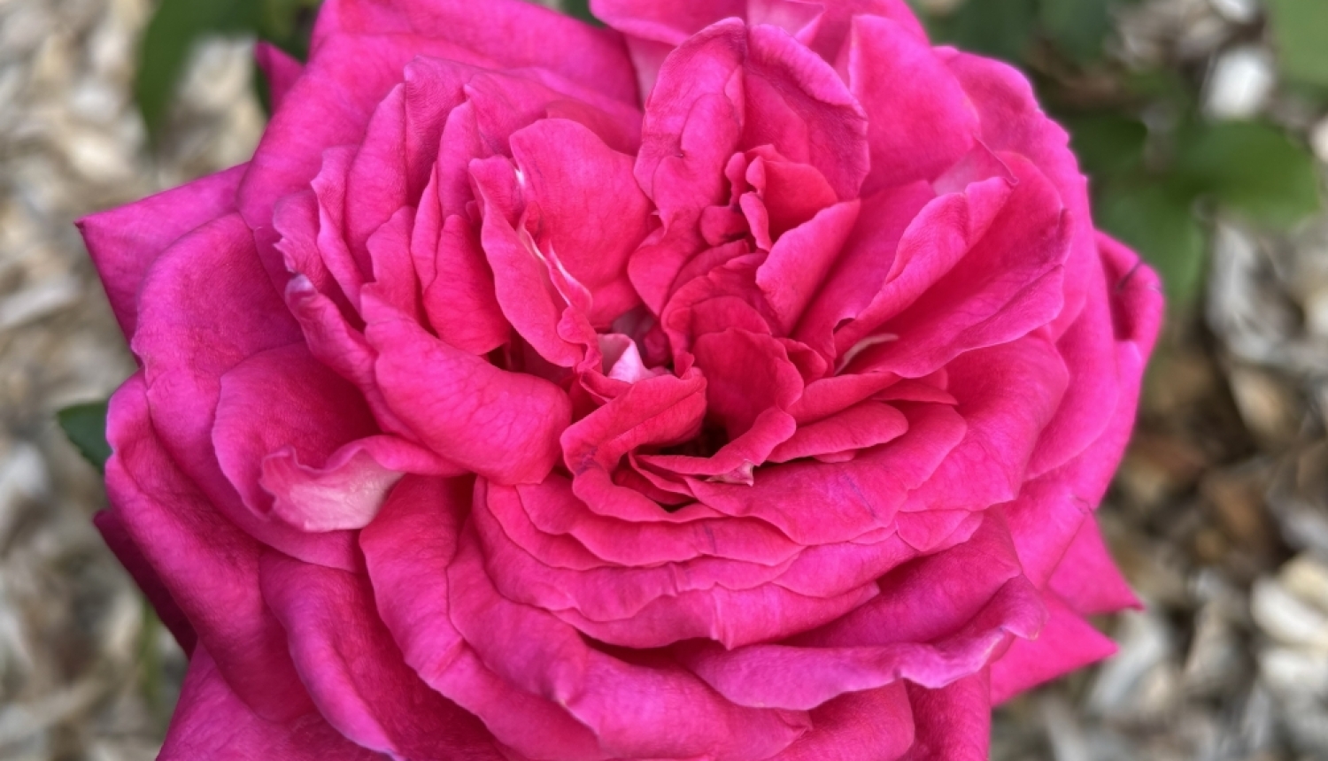 Roze
