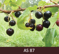 Lielākā daļa upeņu ogu kļuvušas tumšas un nogatavojušās.