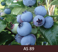 Mellenes ogas nogatavojušās. 