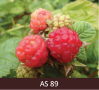 Aveņu ogas nogatavojušās un sarkanas