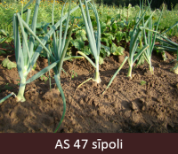 Laukā augošiem sīpoliem noliekušās pirmās lapas.