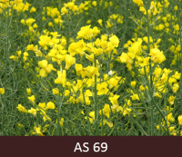 Uz rapša ziedkopām ziedi palikuši tikai ziedkopu galotnēs.