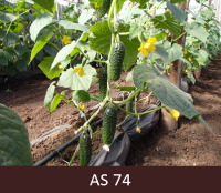 Siltumnīcā augošs gurķis ar diviem līdz astoņiem raksturīgo lielumu un formu sasniegušiem gurķiem uz galvenā stublāja.