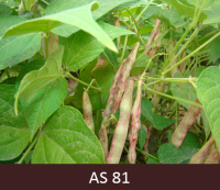 Pupiņu pākstis maina krāsu un paliek ar zaļi rozā svītrojumu, pupiņas  nogatavojās un paliek lielākas.