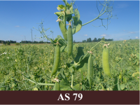 Laukā augoši zirņi ar pilnām pākstīm.