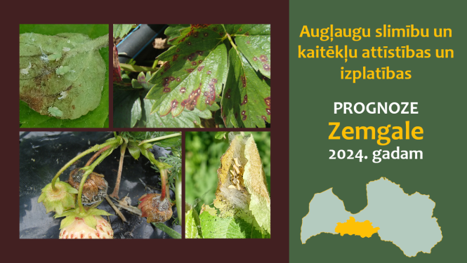 Augļaugu slimību un kaitēkļu attīstības un izplatības prognoze Zemgales reģionam 2024. gadam