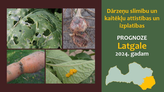 Dārzeņu slimību un kaitēkļu attīstības, un izplatības prognoze Latgales reģionam 2024. gadam