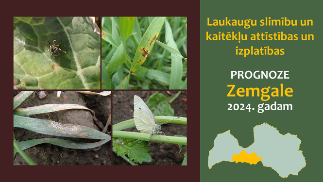 Laukaugu slimību un kaitēkļu attīstības un izplatības prognoze Zemgales reģionam 2024. gadam