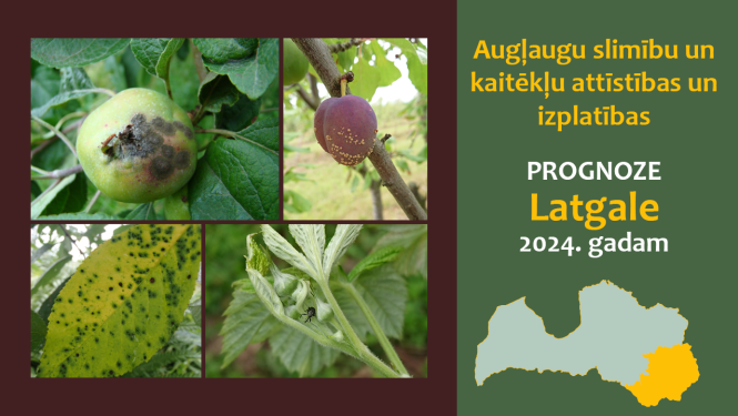 Augļaugu slimību un kaitēkļu attīstības un izplatības prognoze 2024. gadam Latgales reģionam