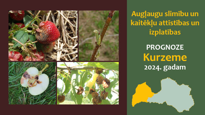 Augļaugu slimību un kaitēkļu attīstības un izplatības prognoze 2024. gadam Kurzemes reģionam