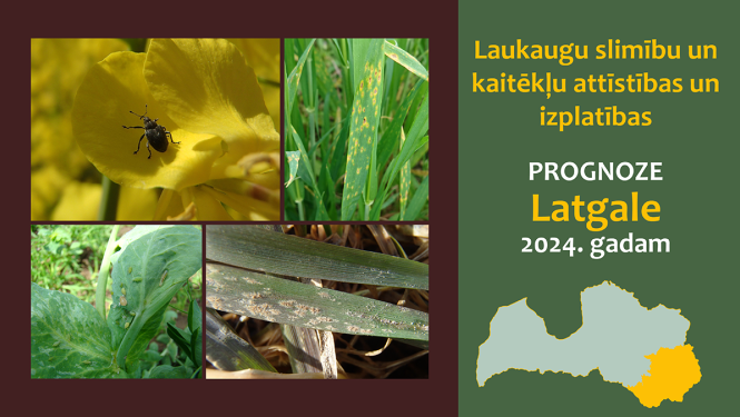 Laukaugu slimību un kaitēkļu attīstības un izplatības prognoze Latgales reģionam 2024. gadam