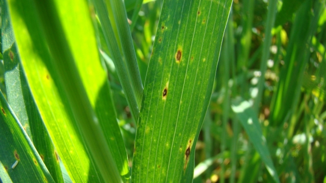 Kviešu lapu dzeltenplankumainības pirmās pazīmes