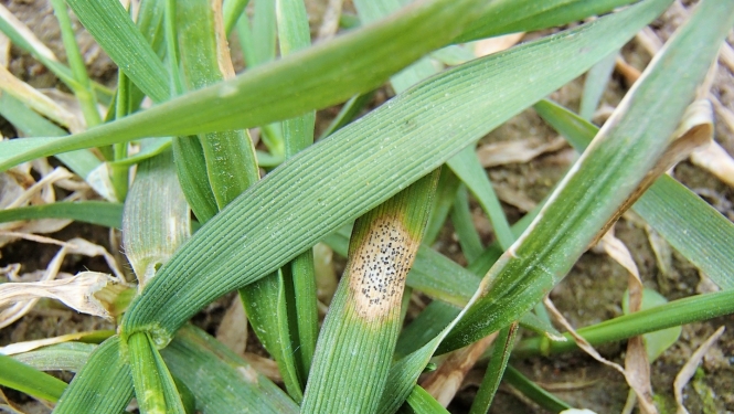 Kviešu lapu pelēkplankumainība