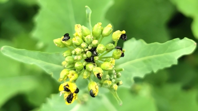 Krustziežu spīduļi uz ziedkopas