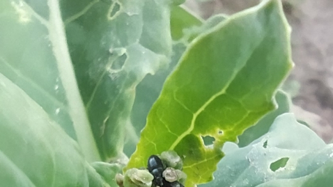 Krustziežu spīdulis