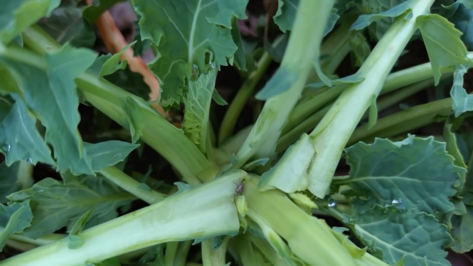 Krustziežu stublāju smecernieka imago