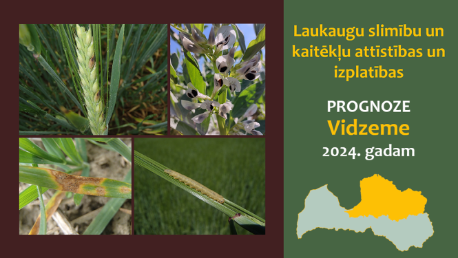 Laukaugu slimību un kaitēkļu attīstības un izplatības prognoze Vidzemes reģionam 2024. gadam