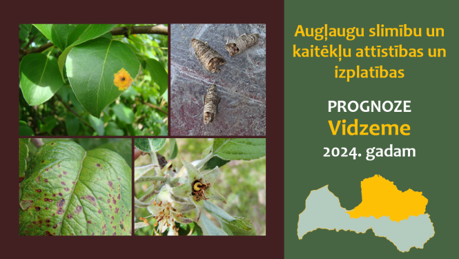 Augļaugu slimību un kaitēkļu attīstības un izplatības prognoze Vidzemes reģionam 2024. gadam