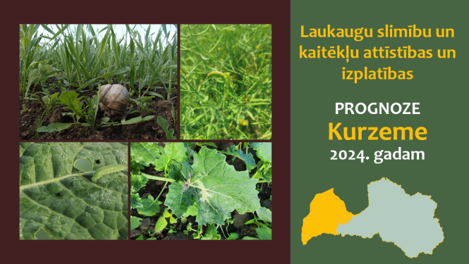 Laukaugu slimību un kaitēkļu attīstības un izplatības prognoze Kurzemes reģionam 2024. gadam