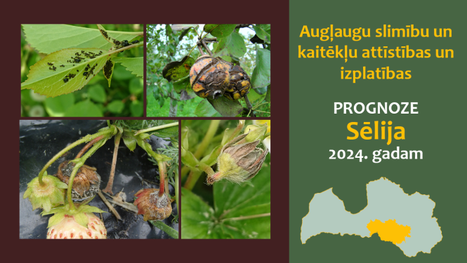 Augļaugu slimību un kaitēkļu attīstības un izplatības prognoze 2024. gadam Sēlijas reģionam